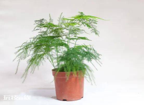 哪些绿植适合在室内养(净化空气还好看的10大室内植物)-图片7